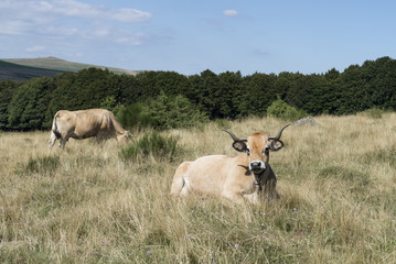Vache Aubrac