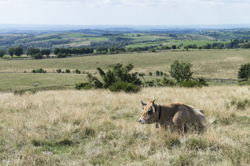 Vache Aubrac