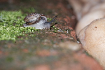Snail animal's life eat some food on the brick in the garden