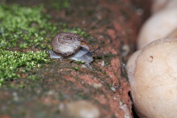 Snail animal's life eat some food on the brick in the garden