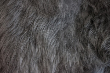 fur background of sheepskin