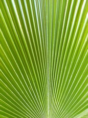 Obraz premium Texture of palm leaf