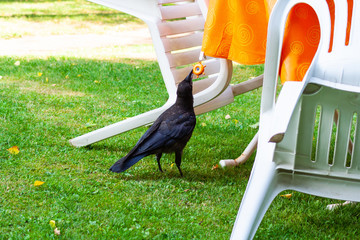 Rabe spielt mit Tischdecke im Garten