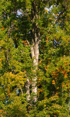 Fototapeta premium Trees at autumn