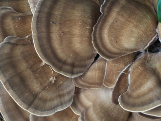 Bracket Fungi
