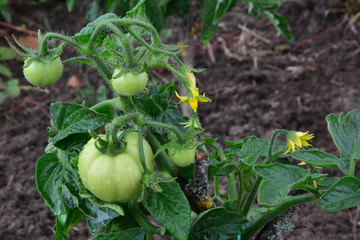 Flowering tomatoes with green fruits