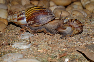 Snail animal's life eat some food on the brick in the garden