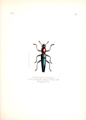 Illustration of insects 