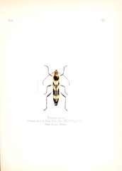Illustration of insects 