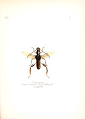 Illustration of insects 
