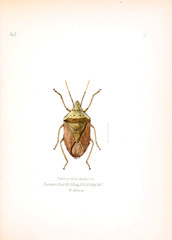 Illustration of insects 