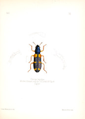 Illustration of insects 