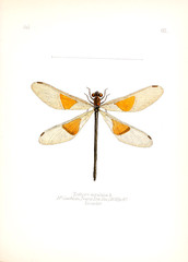 Illustration of insects 