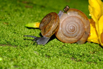 Snail animal's life crawling eat some food on the flower
