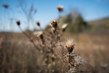 Thistle down