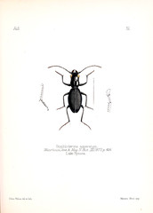 Illustration of insects 