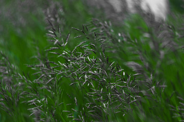 grass