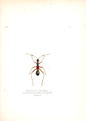 Illustration of insects 