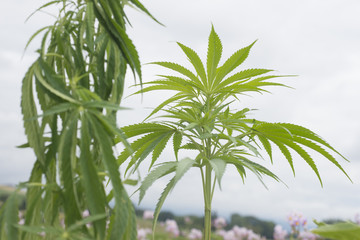 Hanfpflanze, Industriehanf