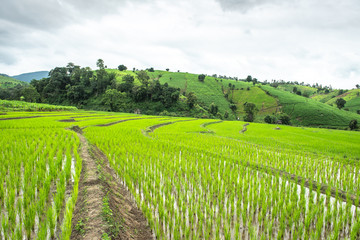 Fototapeta na wymiar Rice fields with cottages,Thailand.