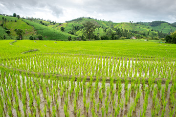 Fototapeta na wymiar Rice fields with cottages,Thailand.