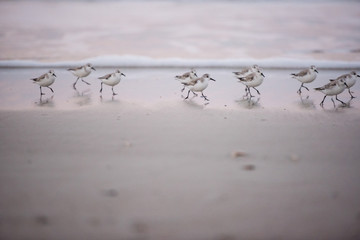 running sandpipers