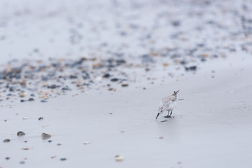 lone sandpiper