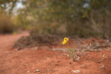 yellow flowers in red clay