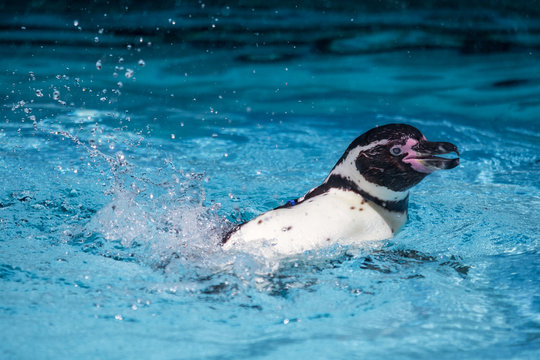 42 最適な ジャッカスペンギン 画像 ストック写真 ベクター Adobe Stock 42 最適な ジャッカスペンギン 画像 ストック写真 ベクター Adobe Stock