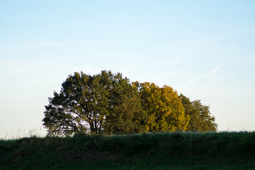 Obraz premium Baumgruppe