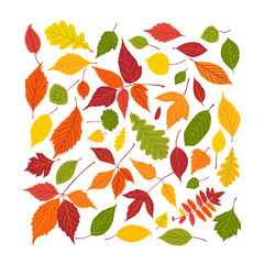 Set of bright autumn leaves. Fall leaf square fill frame isolated on white background. Vector illustration.