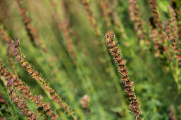 Dry, fallen flowers of sage in the garden
