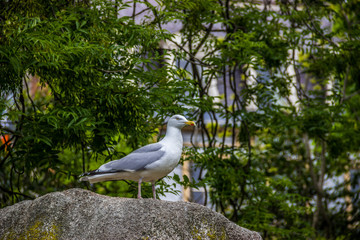 Gaivota