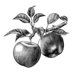 Jabłko gałąź ręcznie rysować vintage clipart na białym tle - 219130134