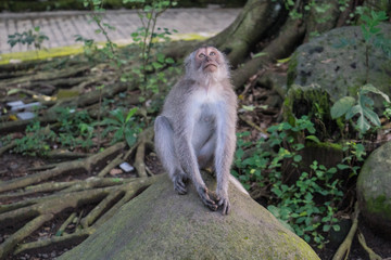 Ubud Sacred Monkey Forest