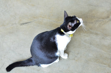 A naughty black and white cat on the floor