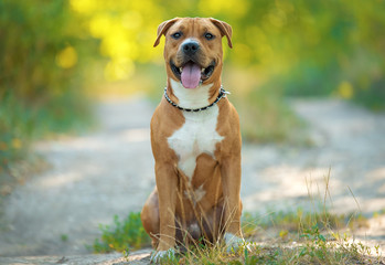 Strong and beautiful American staffordshire terrier portrait - 219130514