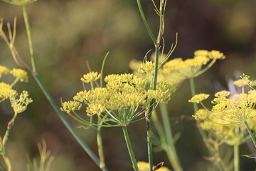 Yellow flowers 1774