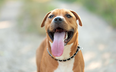 Strong and beautiful American staffordshire terrier portrait