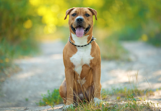 Strong and beautiful American staffordshire terrier portrait