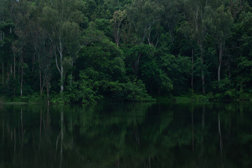 Fototapeta na wymiar Green forest on waterside with reflection