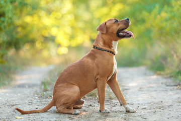 Strong and beautiful American staffordshire terrier portrait