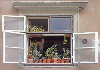 many plants on windowsill of open window