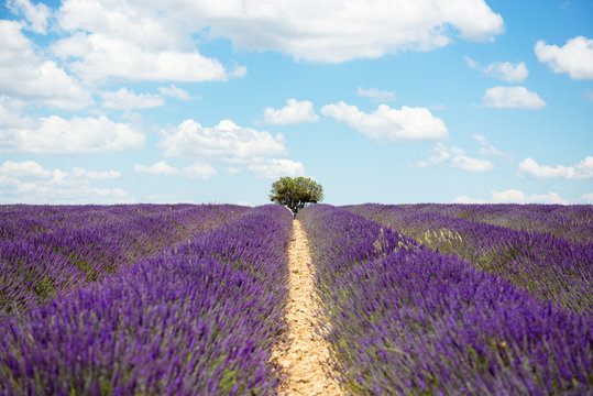 France, Provence, Valensole plateau, Infinite purple fields of blooming lavender in summer