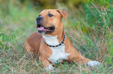 Strong and beautiful American staffordshire terrier portrait