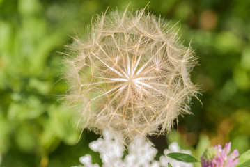 dmuchawce,  zieleń, flora, kwiat, flower, natura, nature, beauty, dandelions, pola, field © Joanna