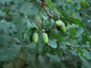 oak acorn