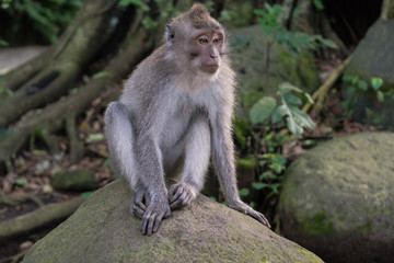 Ubud Sacred Monkey Forest