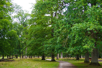 Dyrehaven is a forest park north of Copenhagen. It covers around 11 km². Dyrehaven is noted for its mixture of huge, ancient oak trees and large populations of red and fallow deer.
