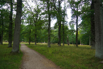 Fototapeta premium Dyrehaven to park leśny na północ od Kopenhagi. Zajmuje około 11 km². Dyrehaven słynie z mieszanki ogromnych, prastarych dębów oraz dużej populacji jeleni i danieli.